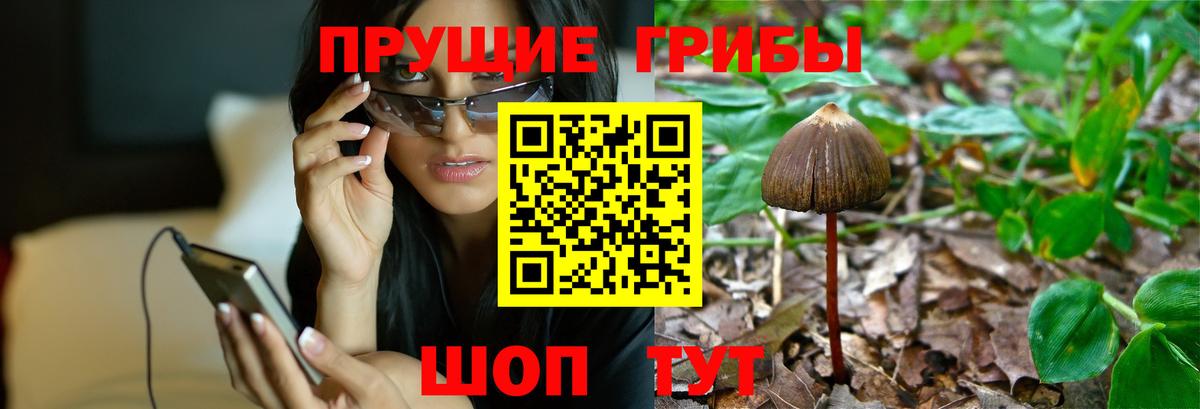 Грязи  Псилоцибиновые грибы Cubensis  Вход с VPN 